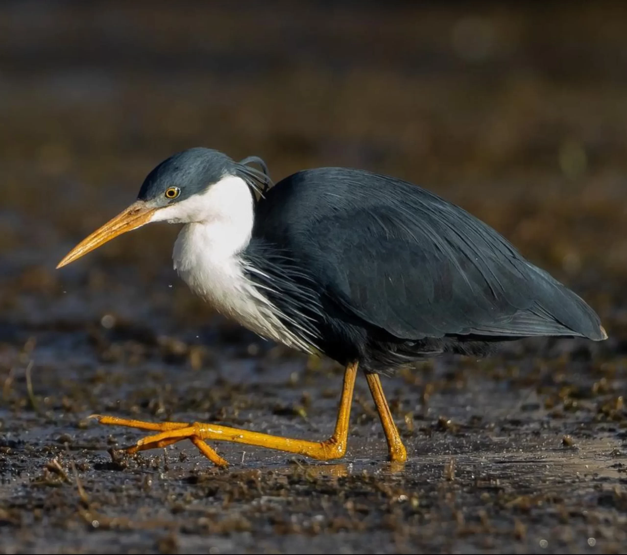 Australian wildlife, Darwin to Kakadu