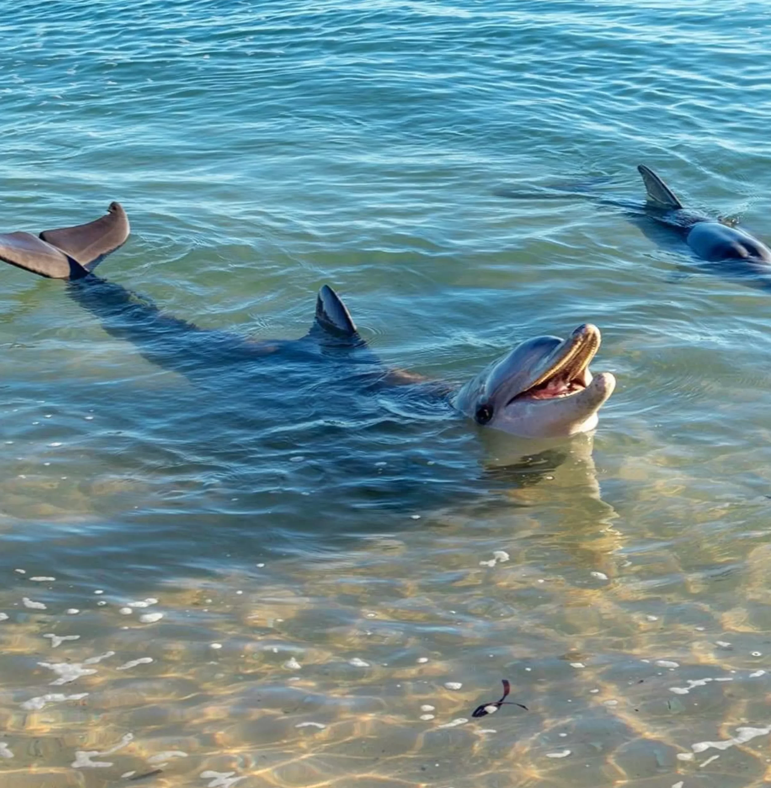 Bottlenose dolphins, Monkey Mia