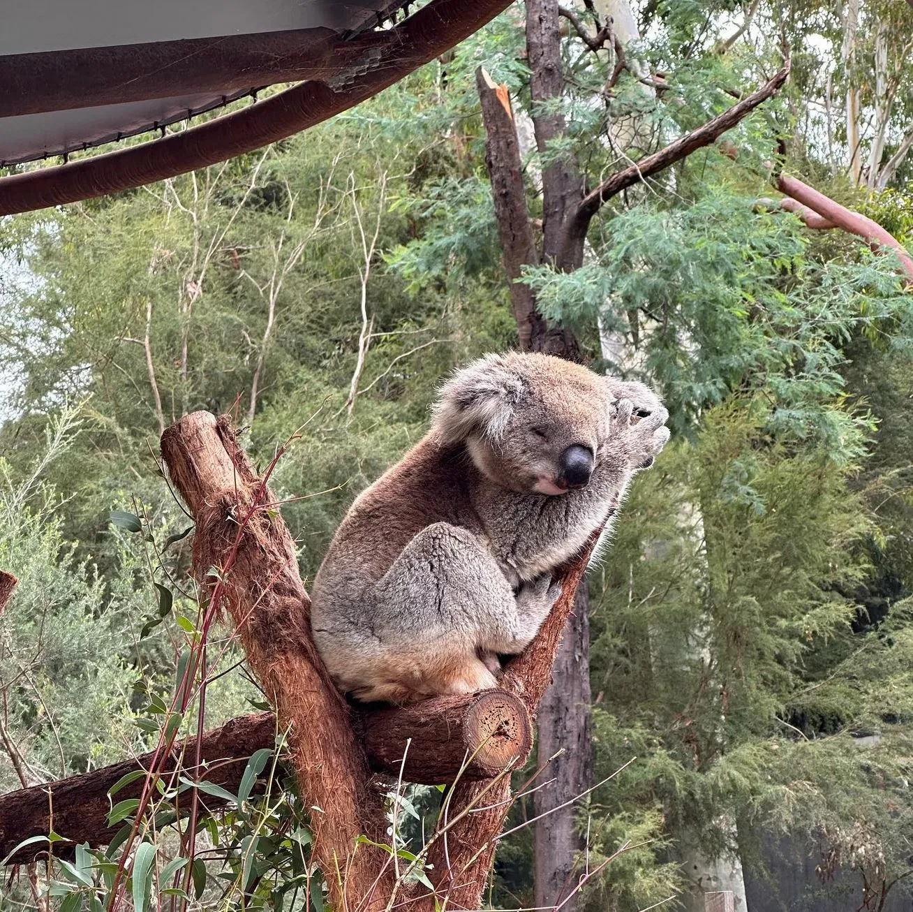 Healesville Sanctuary, koalas