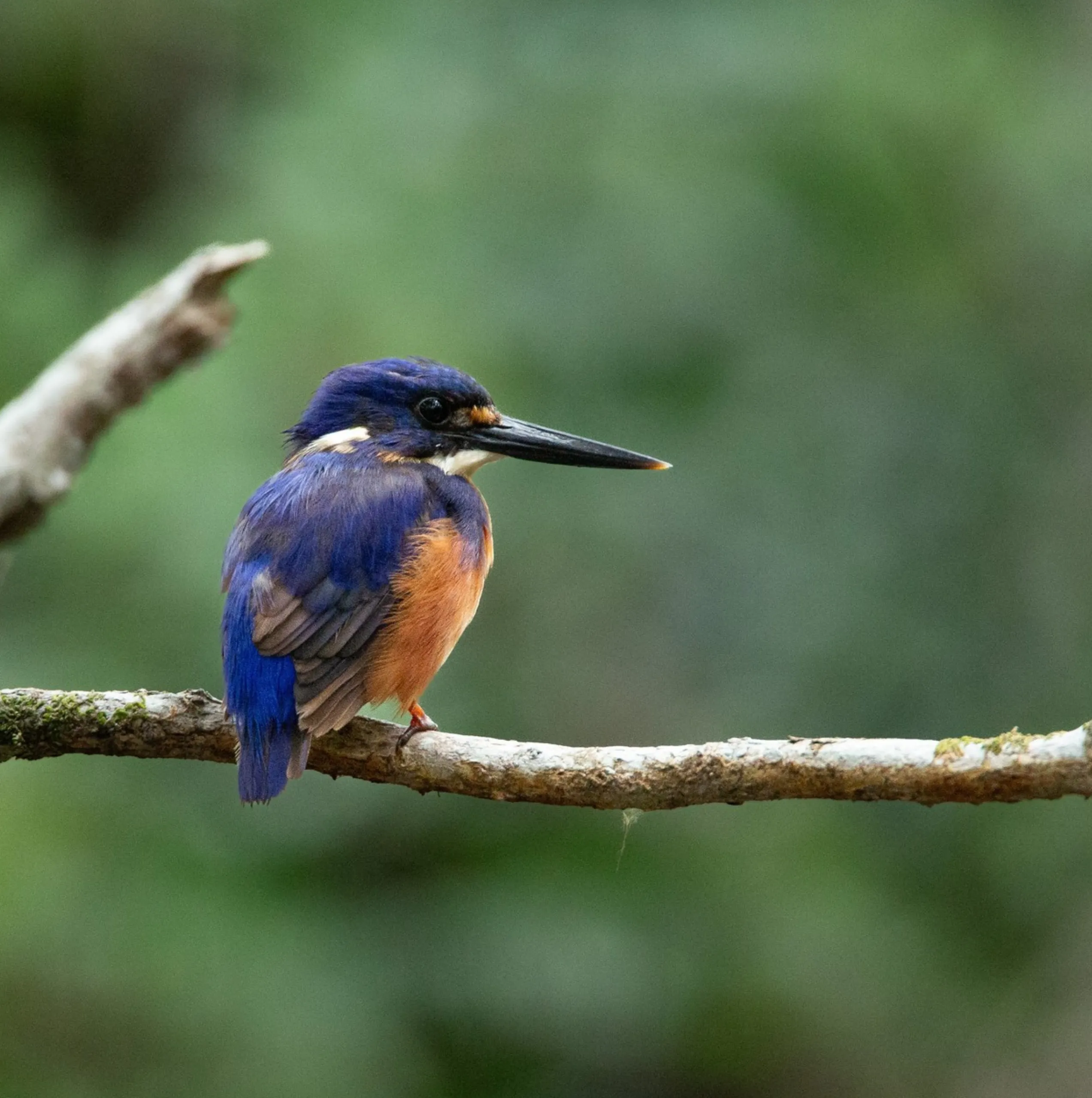 Azure Kingfisher, Kakadu Park