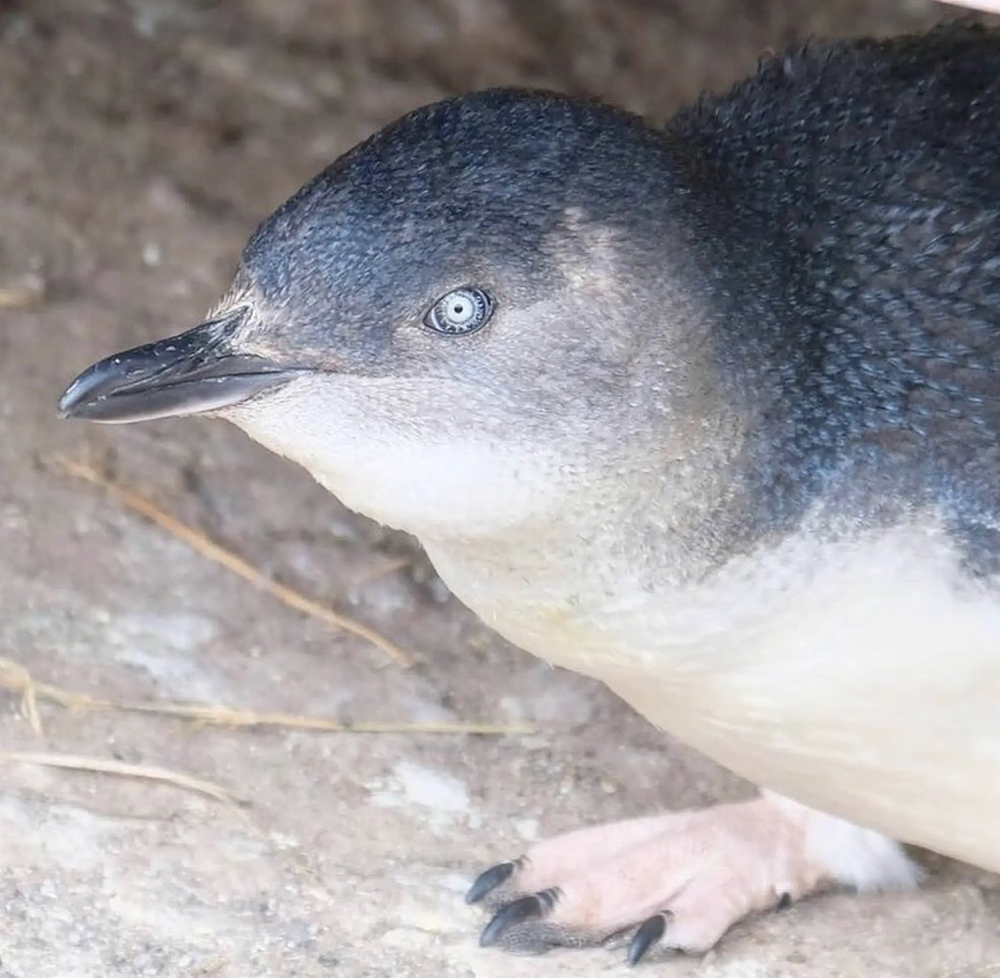 Climate Impact on Penguins Australia