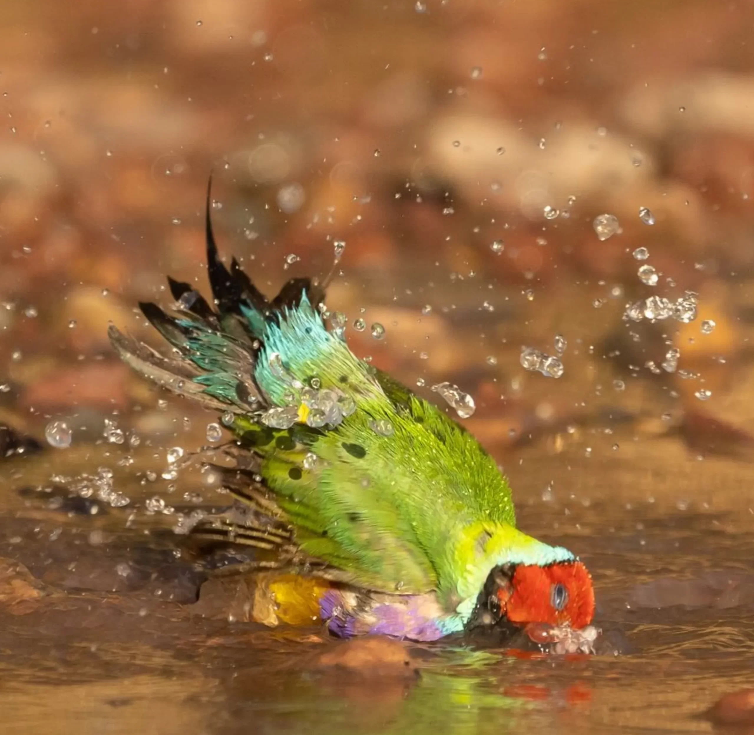 Gouldian Finch, Kakadu Park