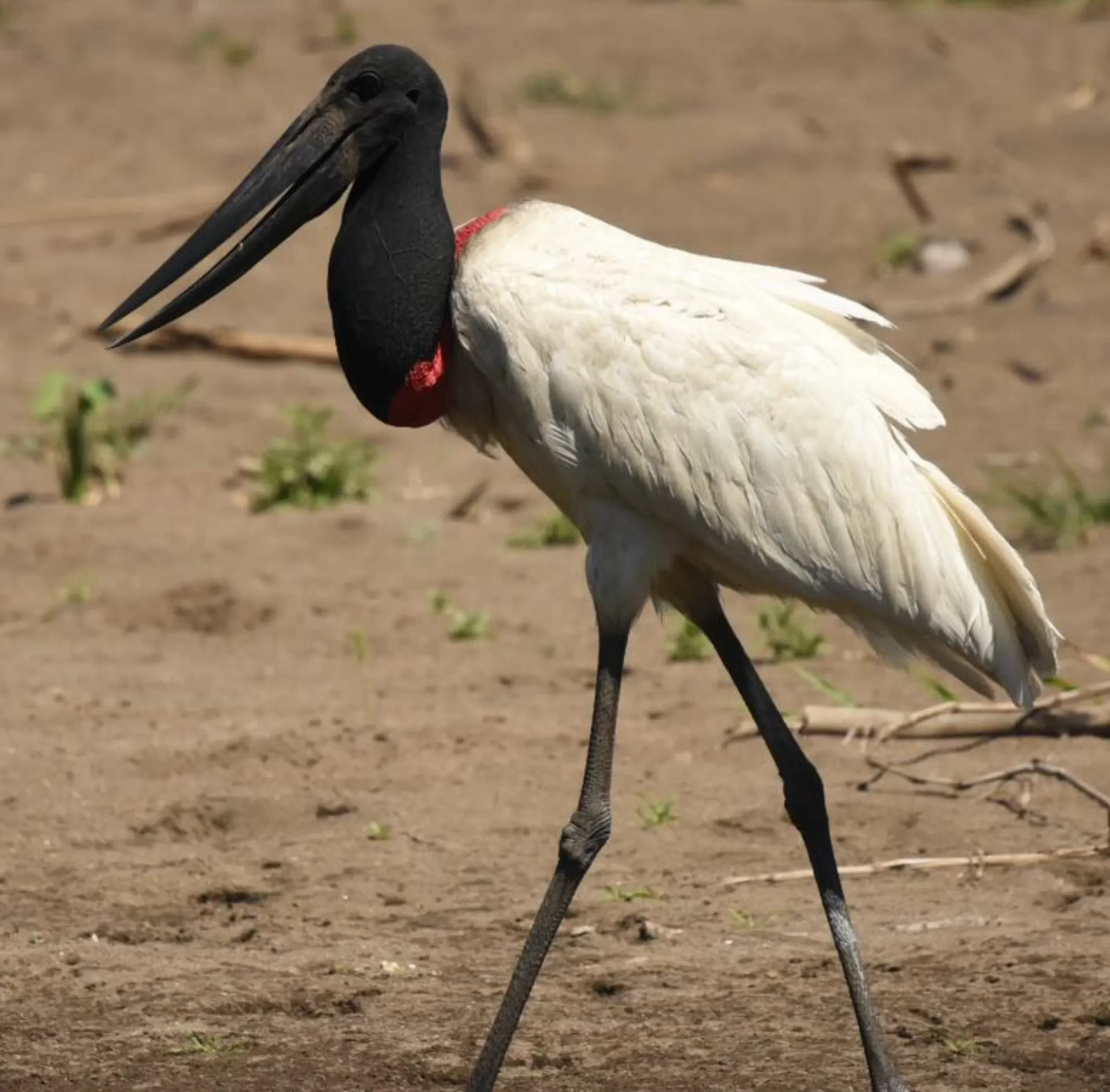 Jabiru, Kakadu Park