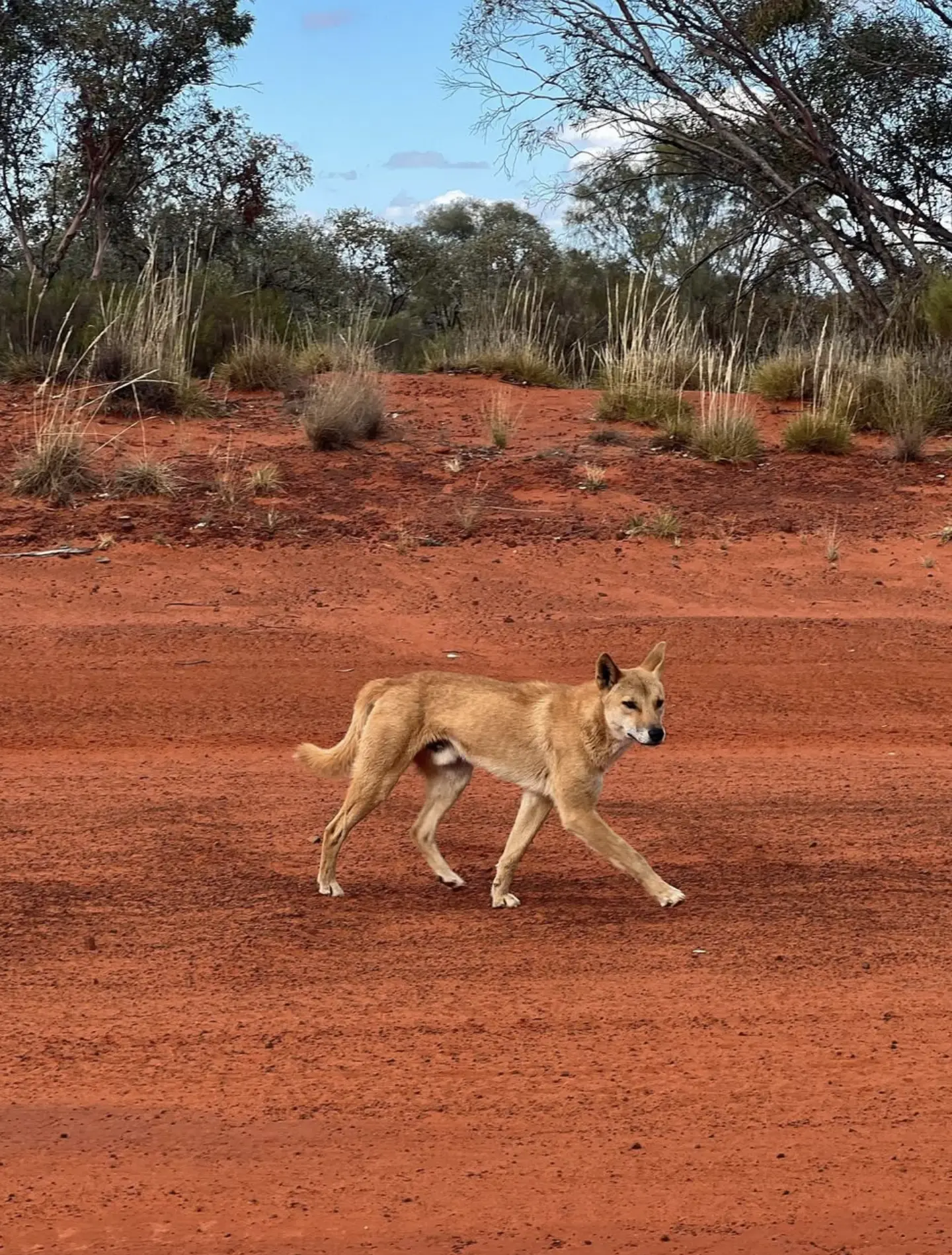 Kings Canyon Adventures