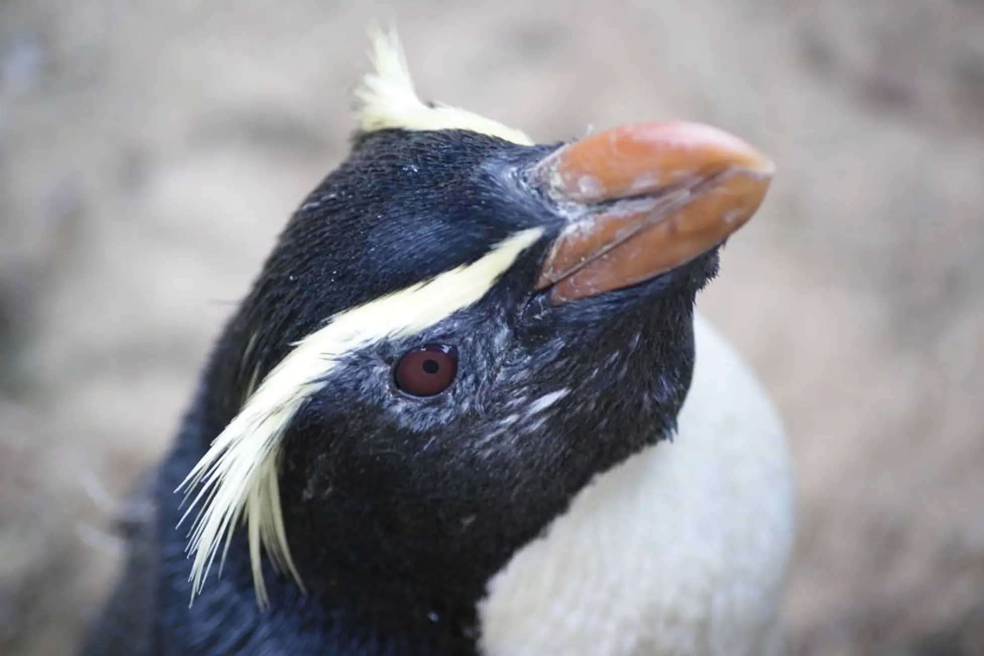 Penguins Australia