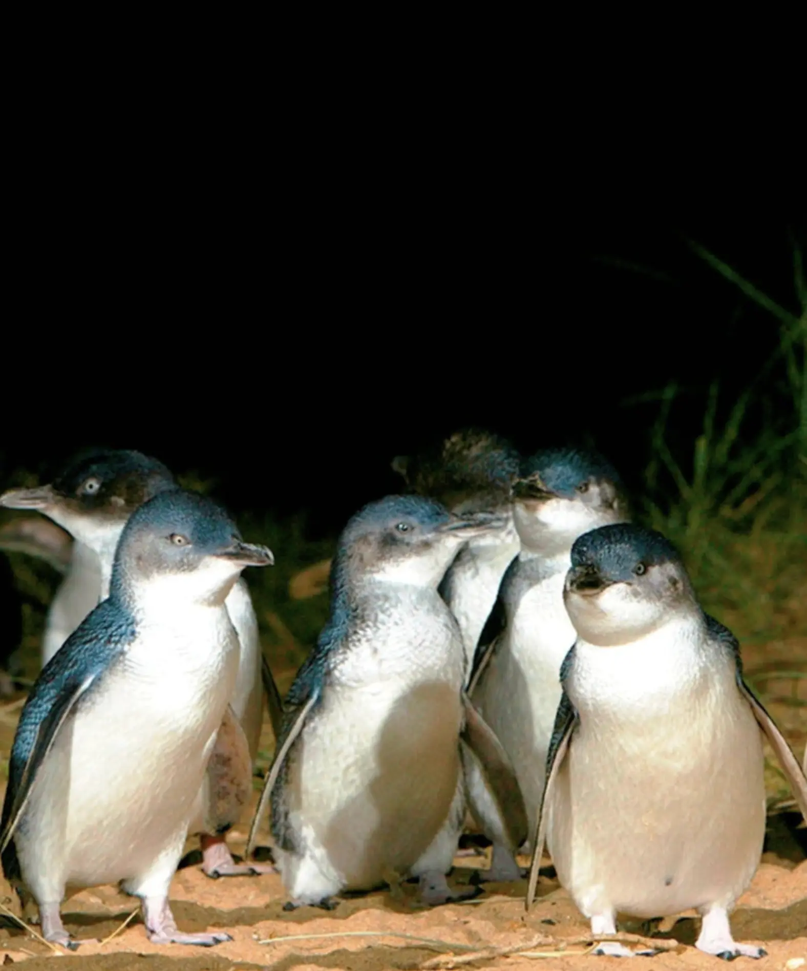 Phillip Island Penguins