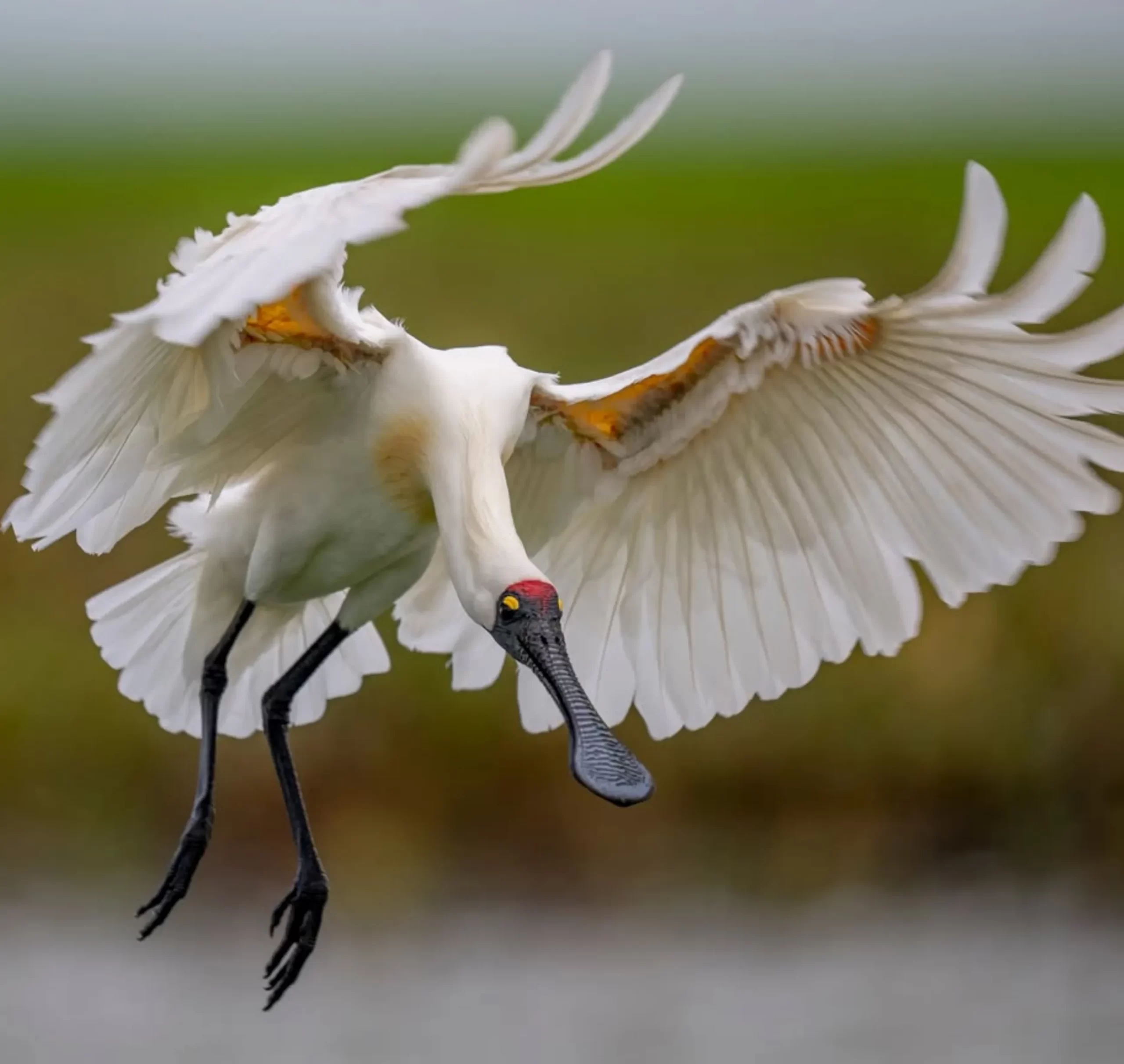 Royal Spoonbill, Kakadu Park