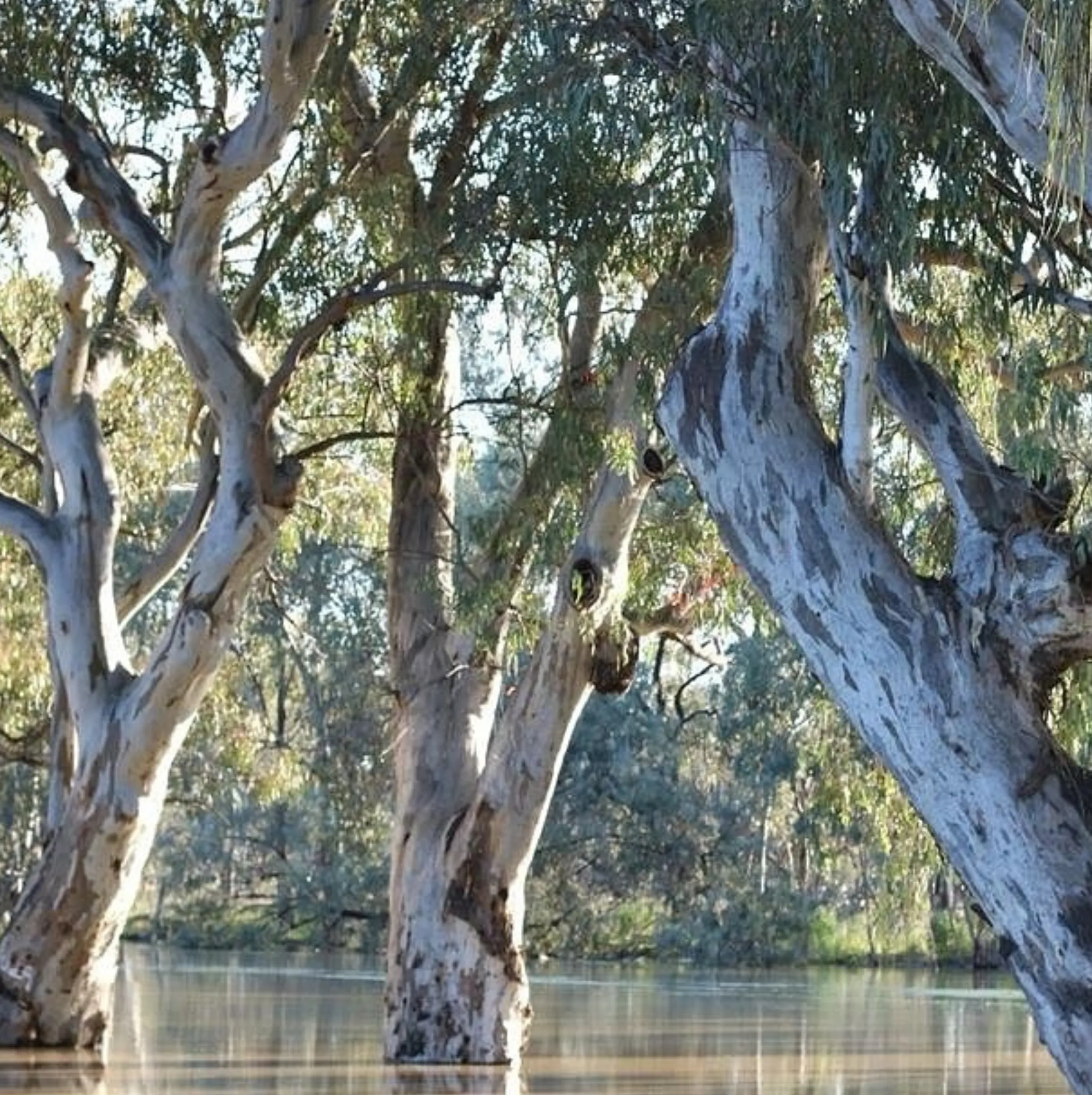 South Alligator River