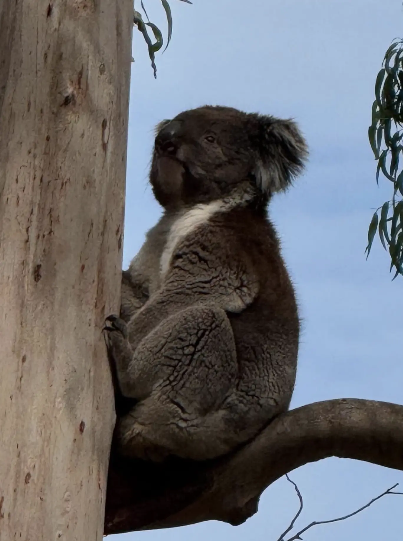 Where Can You See Koalas On Phillip Island?
