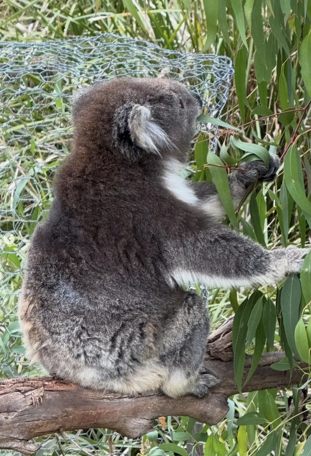 are koalas native to phillip island