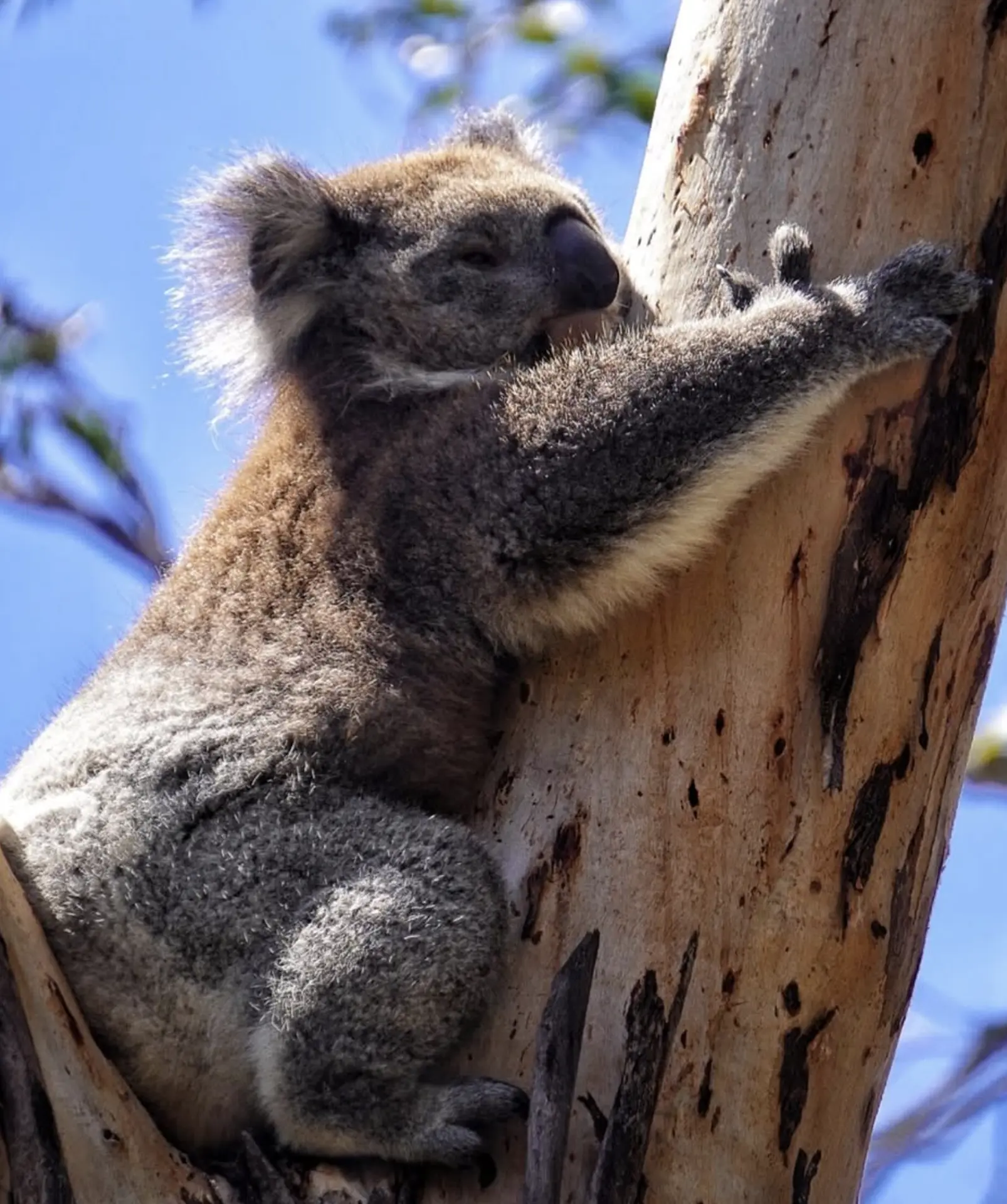 how to help koalas in australia