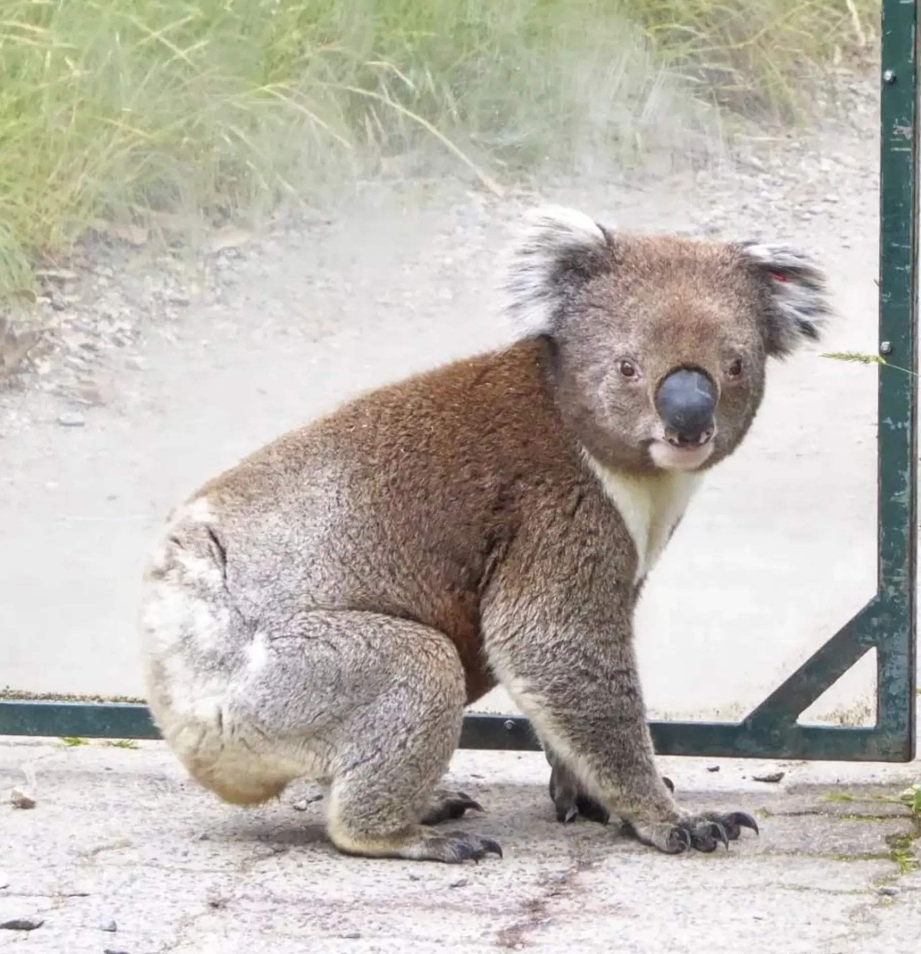 koala conservation centre phillip island review