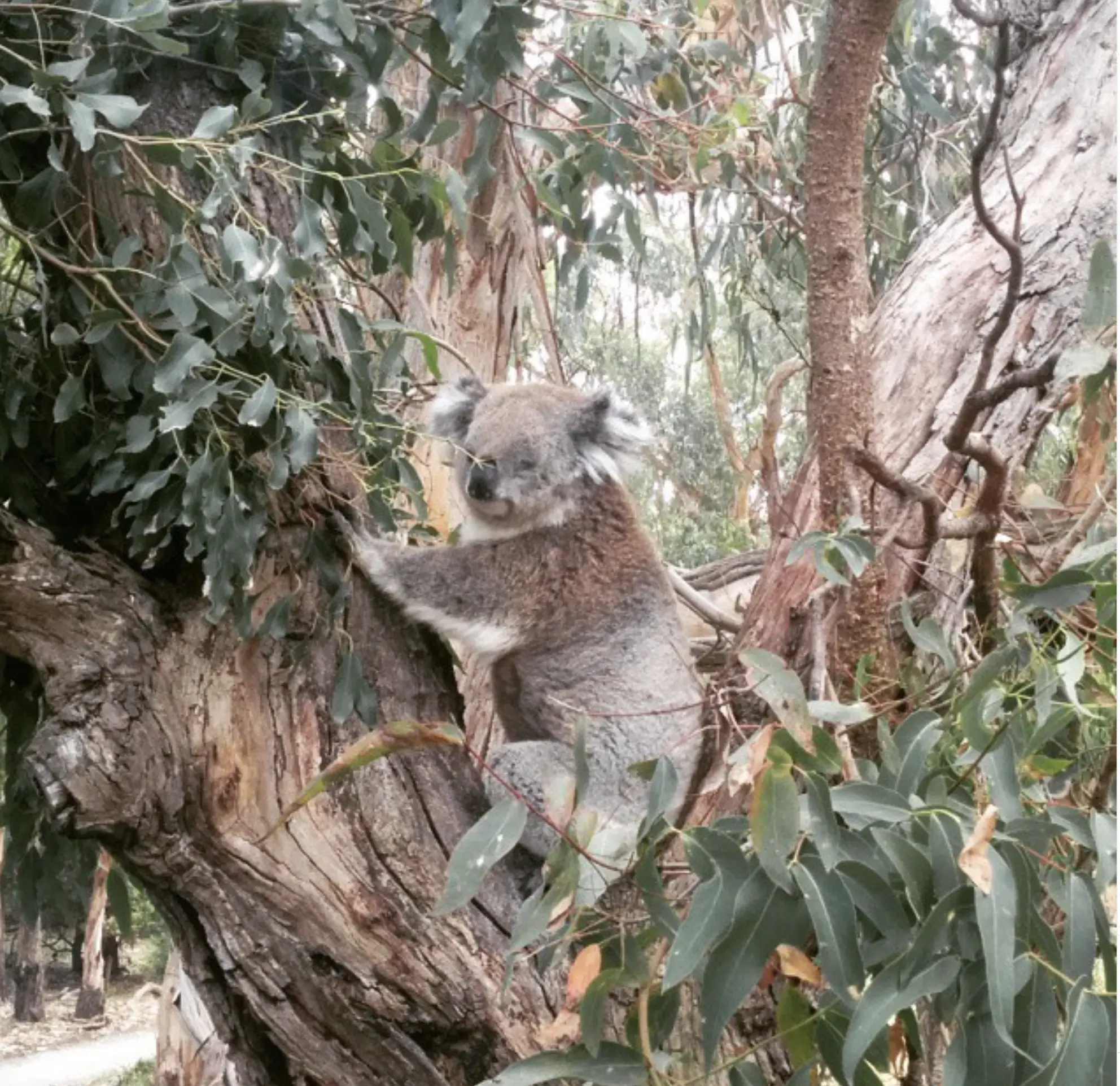 koala conservation reserve on phillip island