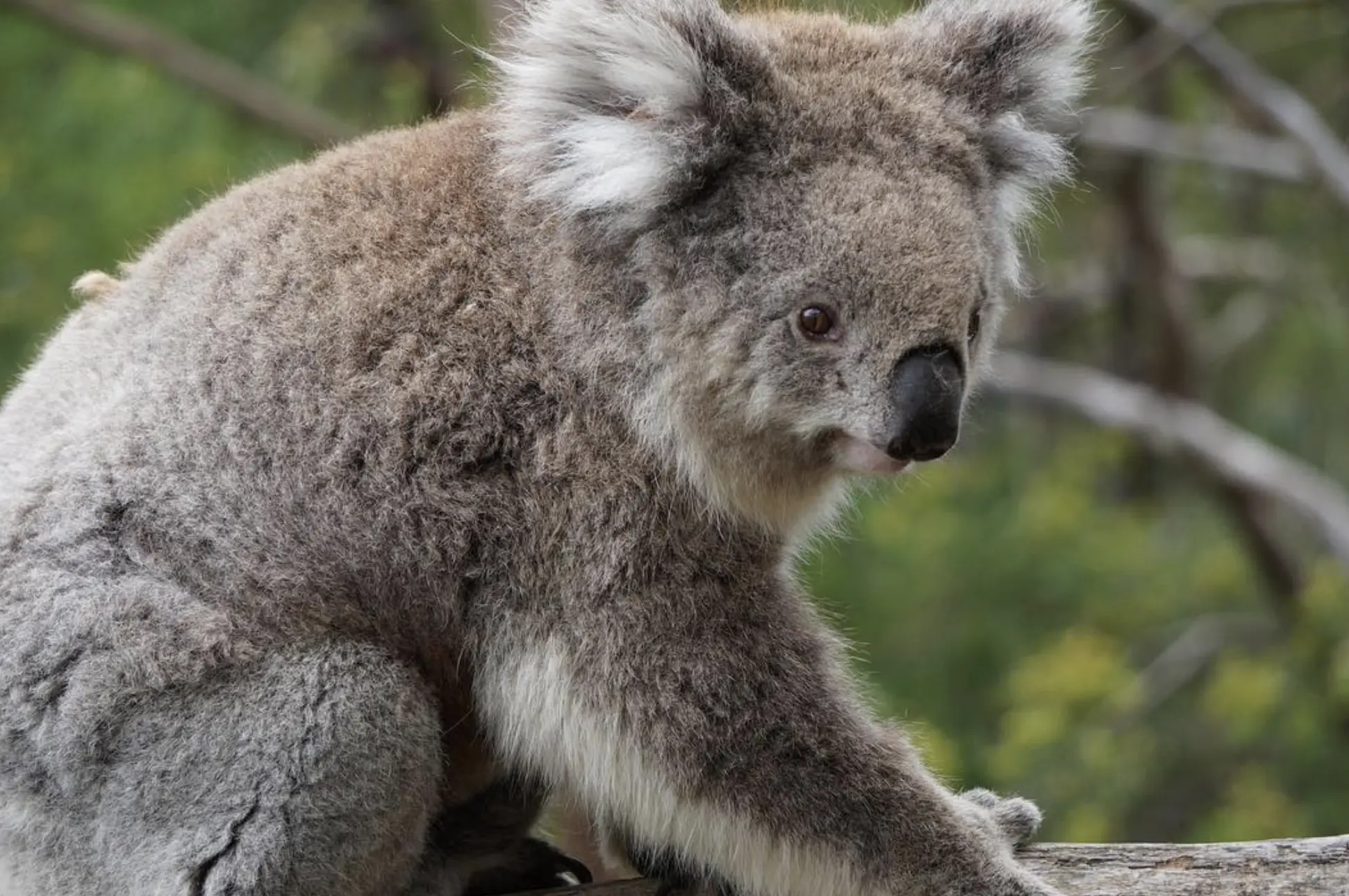 koala conservation reserve phillip island vic