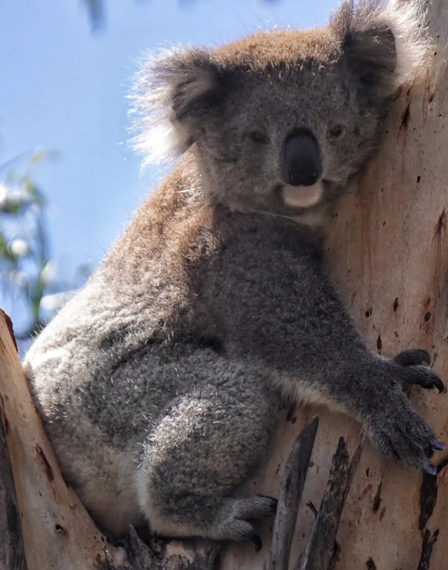 koalas phillip island victoria australia